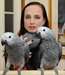 African Grey Parrots pour adoption libre texte via