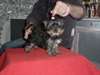 A donner Chiot femelle type yorkshire non lof - photo 1