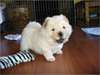 beaux chiots  chow chow DISPONIBLES