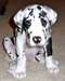 beaux chiots  Dogue Allemand à vend