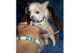 Chiots Chihuahua à Poil Court disponibles