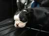 Chiots Boston Terrier à vendre