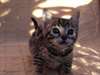 chatons Bengal agr&#233;able pour adoption. - photo 2