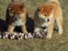 chiots shiba inu pure race