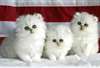 4 chatons type persan chinchilla  Des Très beaux c