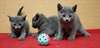 Place Cinq chatons chartreux loof Les chatons sont - photo 1