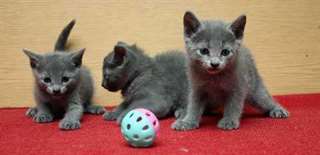 Place Cinq chatons chartreux loof Les chatons sont