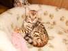 Chatterie du bohneur vous donne 5 bengals .  magni