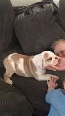 bulldog Sally anglais pour adoption