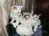 Chatons sibériens étonnants pour In-house