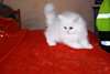 je donne chaton d'apparence persan chinchilla - photo 1