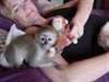 bébé capucins pour adoption