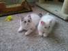 Ragdoll Charme Kittens maintenant disponibles