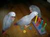 Paires de gris africain Perroquets Ready - photo 1