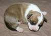 AKC American Staffordshire Terrier