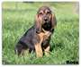 Belle Bloodhound avec bloodlines Champion AKC