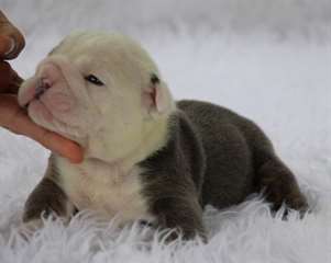 cute french bulldog puppies for sale