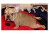 Cute Blue French Bulldog Puppies Available Today