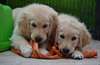 Chiots Golden Retriever à donner pour adoption