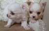 Long Haired Teacup Chihuahua Puppies
