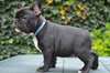 French Bulldog for adoption