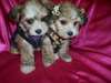 Deux magnifiques chiots yorkshire pour adoption - photo 1