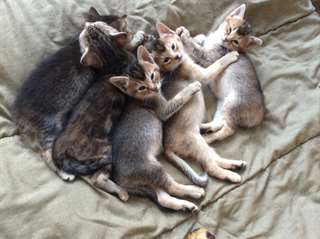 Chatons abyssins pure race &#224; vendre