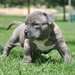 Blue Nose chiots mâles et femelles Pit-bull