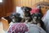 a donner chiots type yorkshires 2femelle et 1male