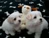 Intelligent Maltese Pups voor adoptie.