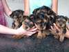 A réserver 7 chiots d'apparence Yorkshire terrier