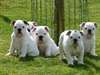Bulldog Anglais a donner