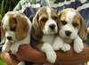 chiots Beagle disponibles