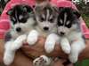 chiots Husky sibérien en suspens