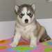 chiots Husky sibérien en suspens