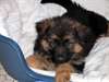 Donne Chiot Beger Allemand Femelle