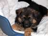 Donne Chiot Beger Allemand Femelle - photo 1