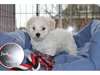 A donner chiot type bichon maltais contre bon soin