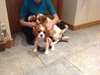 Superbes chiots épagneul King Charles Cavalier