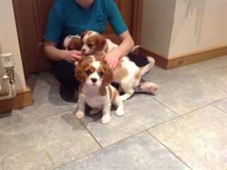 Superbes chiots &#233;pagneul King Charles Cavalier