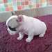 Bouledogue français loof