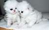 Two Beautiful Tortie Persian kittens available