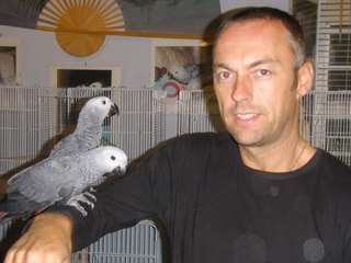 Paires de gris africain Perroquets Ready
