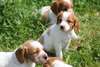 chiots Epagneuls Breton à donner