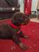 chiens doberman a donner