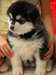 Chiots husky sibérien "lof"dispo