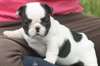 Chiots mini bouledogue français