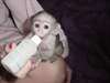 singe capucin à donner