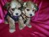 Deux magnifiques chiots yorkshire pour adoption li