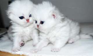 Deux magnifiques chatons persans &#201;caille disponibl